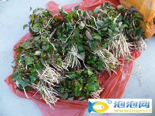 2020年耕地地力掩护补助几多钱?8种情况没有补助:开云kaiyun官方网站(图2) Kaiyun官方网站