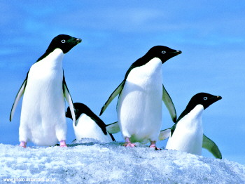 4000吨美国猪肉入闽主要供应加工企业及食堂“Kaiyun官方网站”(图2) kaiyun官网入口