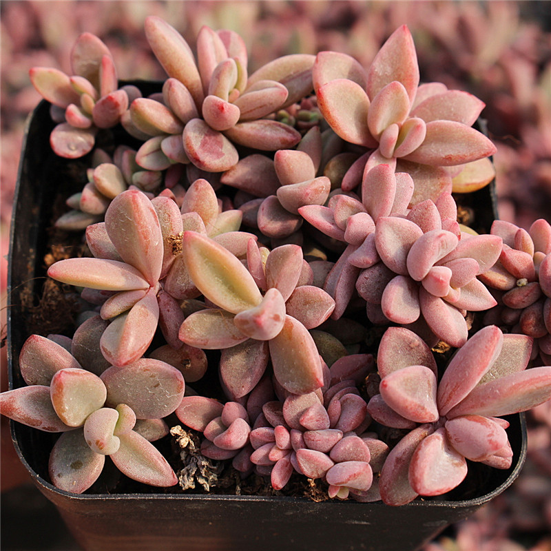 排污许可“一证式”管理作用逐渐显现【kaiyun官网入口】